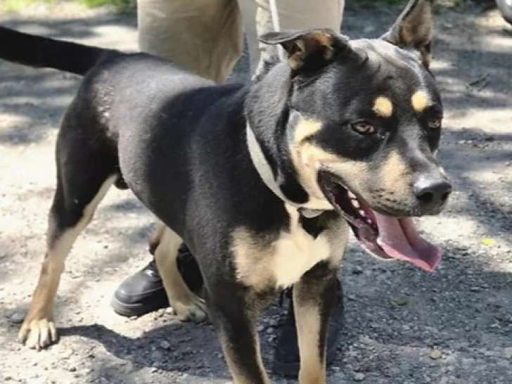 Disponible à l'adoption : chien noir et feu