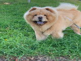 M&acirc;le Chow Chow disponible pour saillie