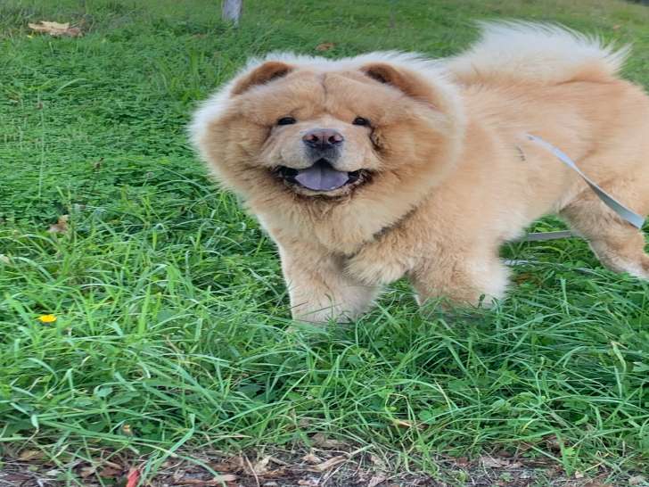 Mâle Chow Chow disponible pour saillie