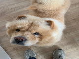 Mâle Chow Chow disponible pour saillie