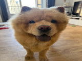 Mâle Chow Chow disponible pour saillie