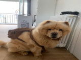 Mâle Chow Chow disponible pour saillie