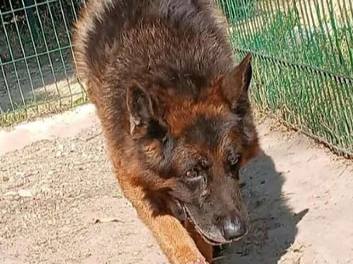 Adoption disponible : chien Berger Allemand fauve charbonné