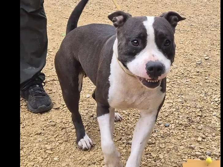 À accueillir : chienne Staffordshire Américain Terrier noire et blanche