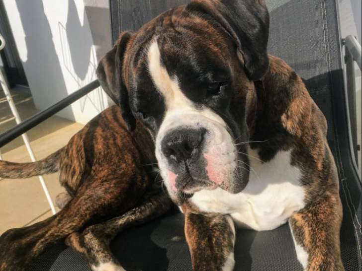 Mâle Boxer bringé disponible pour saillie