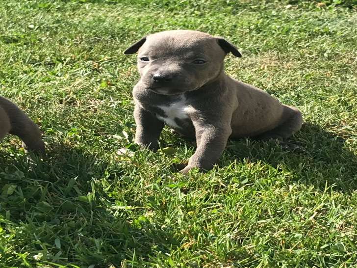 Chien de race American Staffordshire Terrier à naître