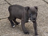 Chien de race American Staffordshire Terrier