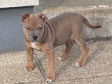 Chien de race American Staffordshire Terrier