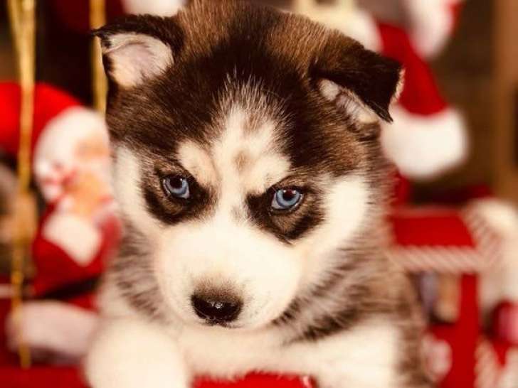 À vendre, des chiots Huskies Sibériens LOF