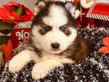 À vendre, des chiots Huskies Sibériens LOF