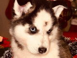 À vendre, des chiots Huskies Sibériens LOF