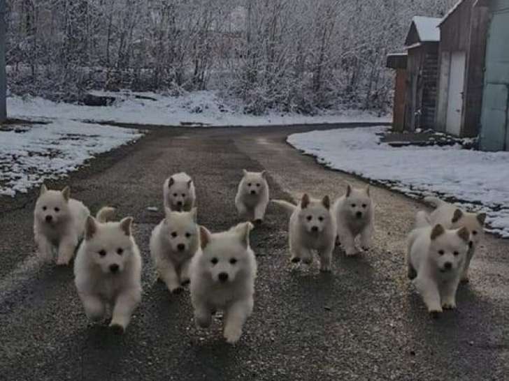 6 chiots Bergers Blancs Suisse LOF à réserver
