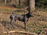 Superbe femelle Cane Corso à vendre