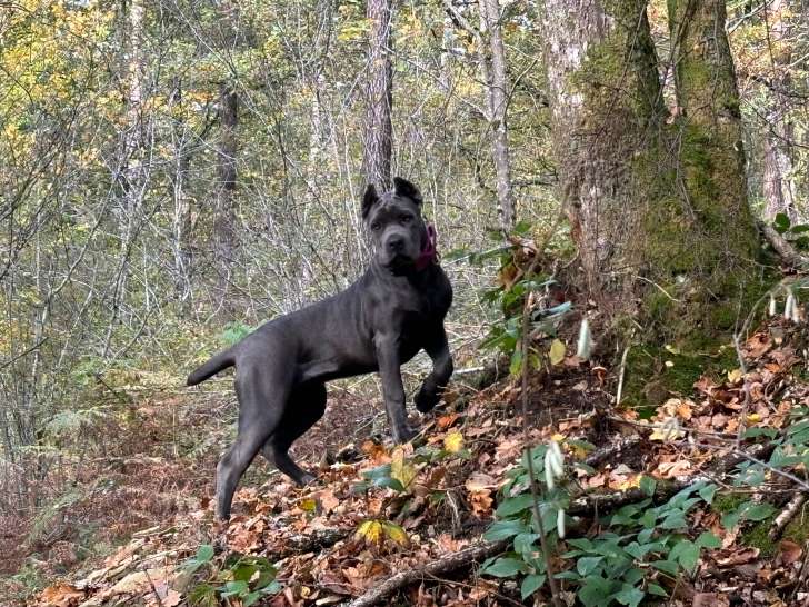 Superbe femelle Cane Corso à vendre