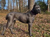 Superbe femelle Cane Corso à vendre