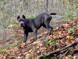 Superbe femelle Cane Corso à vendre