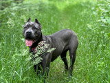 Superbe femelle Cane Corso à vendre