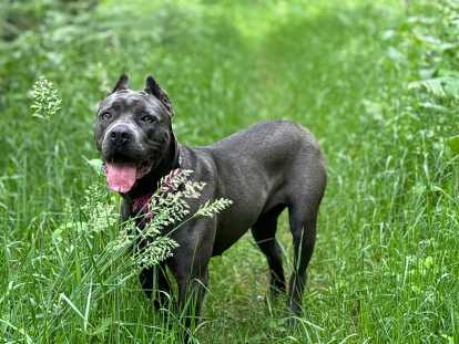 Superbe femelle Cane Corso à vendre