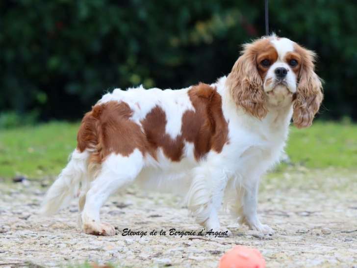 1 femelle Cavalier King Charles LOF à vendre, née en décembre 2021
