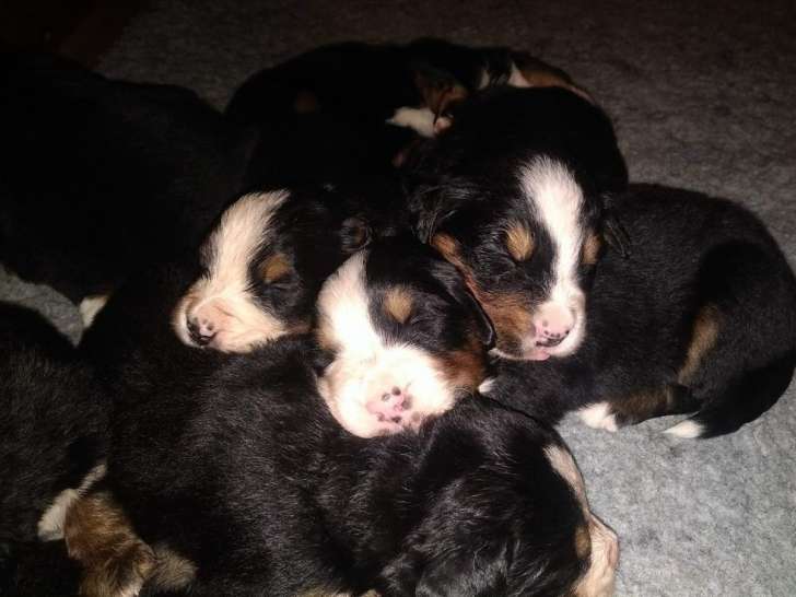 Vente de 6 chiots Bouviers Bernois mâles LOF d'octobre 2025