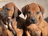 8 chiots Rhodesian Ridgeback LOF &agrave; r&eacute;server