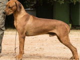 8 chiots Rhodesian Ridgeback LOF à réserver