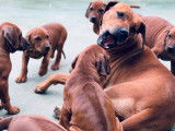 8 chiots Rhodesian Ridgeback LOF à réserver
