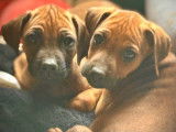 8 chiots Rhodesian Ridgeback LOF à réserver