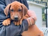 8 chiots Rhodesian Ridgeback LOF à réserver
