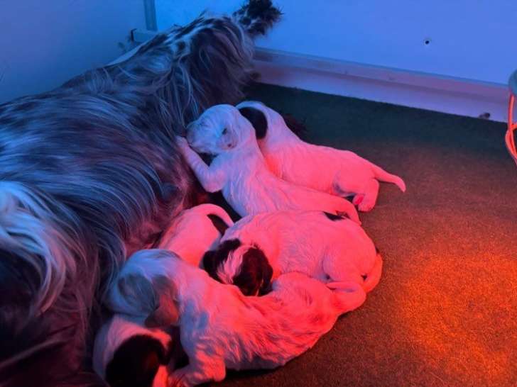 3 chiots mâles Setter Anglais LOF à réserver