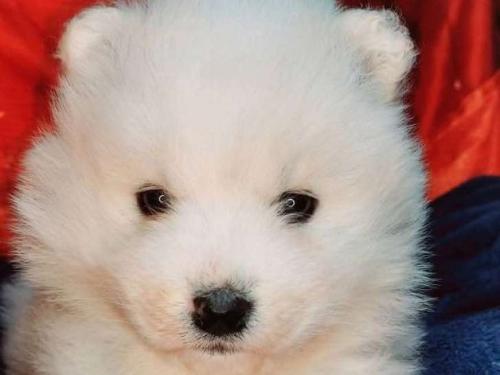 Réservation ouverte pour des chiots Samoyèdes LOF type ours, nés en novembre 2025