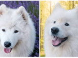 Réservation ouverte pour des chiots Samoyèdes LOF type ours, nés en novembre 2025