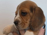 2 chiots femelles Beagles non-LOF &agrave; r&eacute;server, n&eacute;es en octobre 2025
