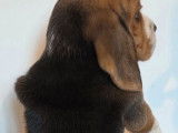 2 chiots femelles Beagles non-LOF &agrave; r&eacute;server, n&eacute;es en octobre 2025