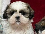 Chiots Shih Tzu LOF &agrave; r&eacute;server, m&acirc;les et femelles d'octobre 2025