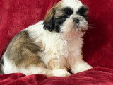 Chiots Shih Tzu LOF &agrave; r&eacute;server, m&acirc;les et femelles d'octobre 2025