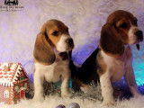 Vente de 2 chiots Beagles LOF, 1 mâle et 1 femelle de septembre 2025