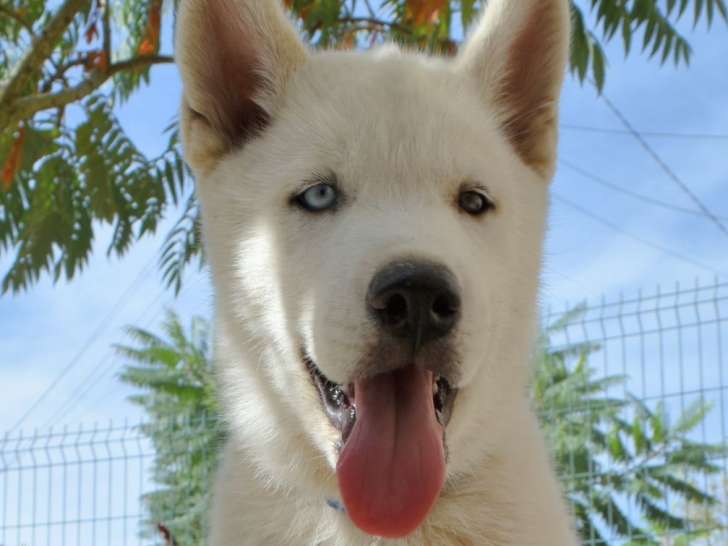 7 chiots Huskies Sibériens LOF à vendre