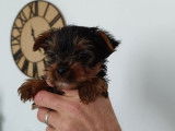 1 chiot m&acirc;le Yorkshire Terrier LOF &agrave; r&eacute;server, n&eacute; en octobre 2025