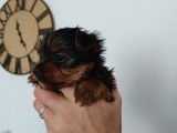 1 chiot m&acirc;le Yorkshire Terrier LOF &agrave; r&eacute;server, n&eacute; en octobre 2025
