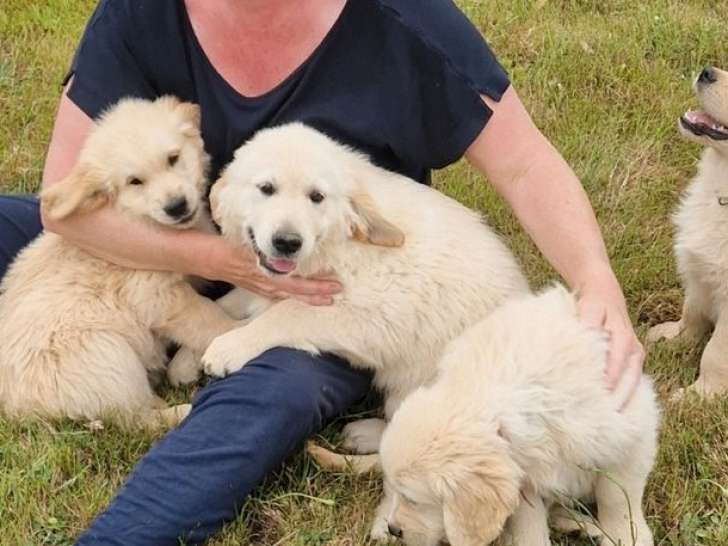 Chiots Golden Retrievers LOF à réserver