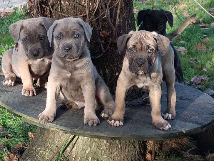 Chiots de type Cane Corso à vendre (3 femelles & 5 mâles)