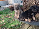 Chiots de type Cane Corso à vendre (3 femelles & 5 mâles)
