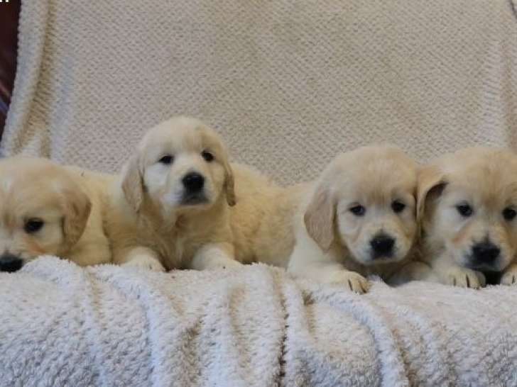4 chiots Golden Retrievers LOF à vendre, 2 mâles et 2 femelles d'octobre 2025