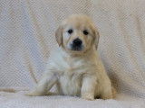 4 chiots Golden Retrievers LOF à vendre, 2 mâles et 2 femelles d'octobre 2025