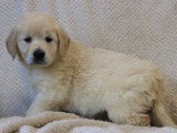 4 chiots Golden Retrievers LOF à vendre, 2 mâles et 2 femelles d'octobre 2025