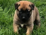 Vente de chiots Bergers Belges Malinois LOF, m&acirc;les et femelles d'octobre 2025