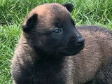 Vente de chiots Bergers Belges Malinois LOF, mâles et femelles d'octobre 2025