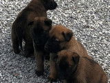 Vente de chiots Bergers Belges Malinois LOF, mâles et femelles d'octobre 2025