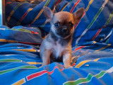 Des chiots Chihuahuas LOF &agrave; vendre